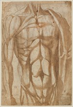 Study of a Flayed Torso, 1554. Bartolommeo da Arezzo (Italian, 1578). Pen and brown ink and brush