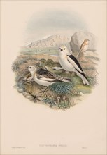 The Birds of Great Britain:  Plestrophanes nivalis. John Gould (British, 1804-1881). Lithograph