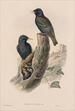 The Birds of Great Britain:  Sturnur vulgaris. John Gould (British, 1804-1881). Lithograph