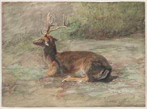 Recumbent Stag, second half 19th century. Rosa Bonheur (French, 1822-1899). Watercolor and gouache