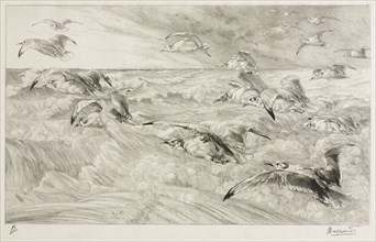 The Seagulls, c. 1880. Félix Bracquemond (French, 1833-1914). Etching; sheet: 32.3 x 48.6 cm (12