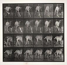 Animal Locomotion, Pl. 705: "Dread" Trotting, 1887. Eadweard J. Muybridge (American, 1830-1904),