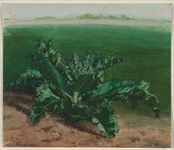 Study of a Plant, Possibly Thistle, 1862. Léon Bonvin (French, 1834-1866). Watercolor and pen and