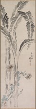 Banana Plant and Chrysanthemum (?), 19th century. Tsubaki Chinzan (Japanese, 1801-1854). Hanging