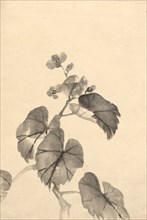 Branch of Begonia in Bloom. Kono Bairei (Japanese, 1844-1895). Ink on paper; sheet: 39.4 x 26.7 cm