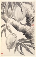 Peaches, 1788. Min Zhen (Chinese, 1730-after 1788). Album leaf, ink on paper; sheet: 29 x 18.4 cm