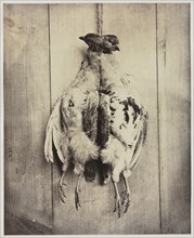 Partridges (recto), c. 1861. Captain N. Baily (British). Albumen print from wet collodion negative;