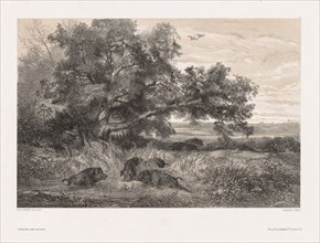 Animals and Landscape after Nature:  Wild Boar in a Pond, c. 1850. Karl Bodmer (Swiss, 1809-1893).