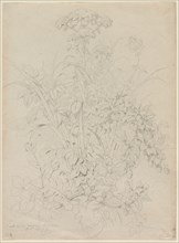 Plant Study, 1857. Eugene Bléry (French, 1805-1886). Graphite; sheet: 41.7 x 30.6 cm (16 7/16 x 12