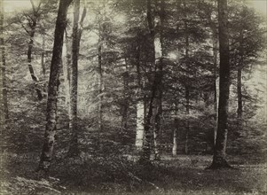 Untitled (The Forest of Fontainbleau), c. 1874. Constant Alexandre Famin (French, 1827-1888).