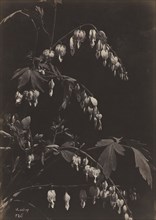 Floral Still Life (Bleeding Hearts), c. 1865. Charles Aubry (French, 1811-1877). Albumen print from