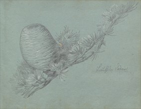 Album with Views of Rome and Surroundings, Landscape Studies, page 49a: Study of a Evergreen Branch