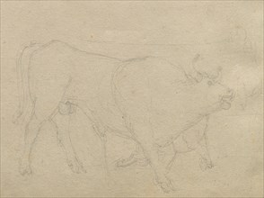 Album with Views of Rome and Surroundings, Landscape Studies, page 51b: Study of a Bull. Franz