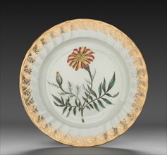 Plate from Dessert Service: French Marigold, c. 1800. Derby (Crown Derby Period) (British).