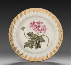 Plate from Dessert Service: Geranium Terabinthinum, c. 1800. Derby (Crown Derby Period) (British).