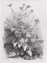 Groups of Various Plants Drawn After Nature:  No. 7, 1848. Eugene Bléry (French, 1805-1886),