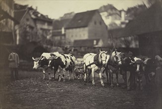 Untitled (Farm Animals), 1850's. Adolphe Braun (French, 1812-1877). Albumen print from wet