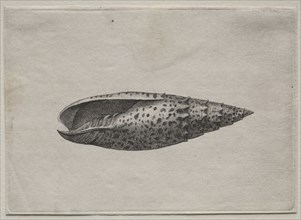 Shells:  Mitra papalis L, c. 1640s. Wenceslaus Hollar (Bohemian, 1607-1677). Etching and engraving