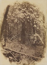 Photographic Studies by W. J. Stillman. Part 1. The Forest. Adirondack Woods.: Untitled (Woods in
