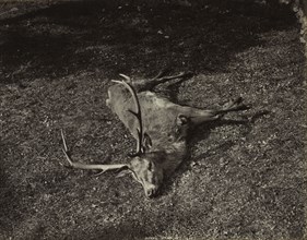 The Royal Stag, c. 1870. James Valentine (British, 1815-1880). Albumen print from wet collodion