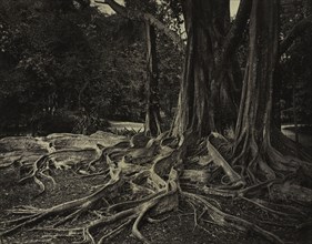 Rubber Tree, Assam, India (Ficus Elastica), c.1880s. Charles T. Scowen (British). Albumen print