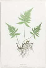 Ferns of Great Britain and Ireland:  Polypodium Phegopteris, 1855-1856. Henry Bradbury (British,