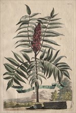 Phytographia Curiosa:  Sumach Arbor. Abraham Munting (Dutch, 1626-1683). Etching, hand colored with