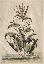 Phytographia Curiosa:  Lapathum Sativum Antiquorum. Abraham Munting (Dutch, 1626-1683). Etching,