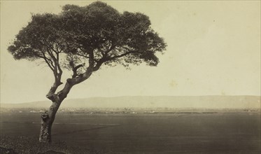 Untitled (Landscape near Watsonville, California), c. 1879. Eadweard J. Muybridge (American,