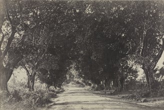 Photographic views of Ryakotta and other places in the Salem district, pl. IX: Avenue of the Banian