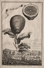 Nurnbergische Hesperides:  La Luchetta Imoperiale, 1714. Joseph de Montalegre (Hungarian). Etching