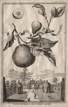 Nurnbergische Hesperides: Limon bergamotto personzin gientile, 1714. Joseph de Montalegre