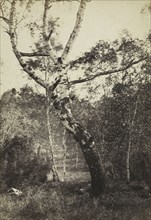 Study of a Birch Tree, Barbizon, 1860s-1870s. Constant Alexandre Famin (French, 1827-1888). Albumen