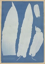 Scolopendrium Vulgare, 1852-1854. Anna Atkins (British, 1799-1871). Cyanotype; image: 33.3 x 22.9