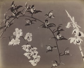 Study of Orchids, c. 1870s. Unidentified Photographer. Albumen print from wet collodion negative;