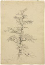 Pine Tree, Conway, New Hampshire (recto), c. 1851. David Johnson (American, 1827-1908). Graphite