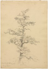 Pine Tree, Conway, New Hampshire (recto); Landscape and Tree Studies (verso), c. 1851. David