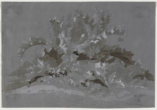Study of Weeds, 1800-1850. Jean Antoine Linck (Swiss, 1766-1843). Brush and gray, black and white