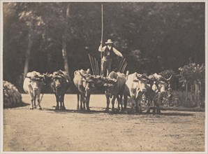Six Oxen Team with their Driver, c. 1853. Olympe Aguado (French, 1827-1894). Salt print from wet