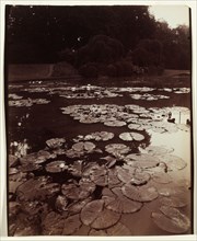 Atget numbering series: Landscape Documents #1196: Nymphéa, 1922-1923. Eugène Atget (French,