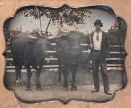 Two Oxen and Driver, 1850s. Unidentified Photographer. Daguerreotype, sixth plate; image: 7 x 8.3