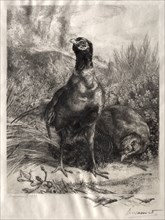 The Pheasants, 1899. Félix Bracquemond (French, 1833-1914). Etching; sheet: 41 x 31.2 cm (16 1/8 x