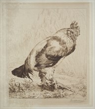 The Old Cock, 1882. Félix Bracquemond (French, 1833-1914), Messrs. Dowdeswell, London. Etching in
