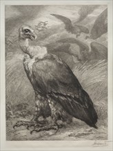 The Vulture, 1904. Félix Bracquemond (French, 1833-1914), Emil Dolot (Société des amis de