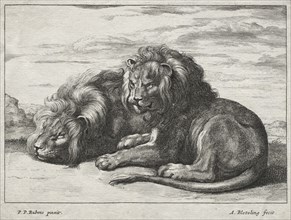 Various Lions. Abraham Blooteling (Dutch, 1640-1690), after Peter Paul Rubens (Flemish, 1577-1640).