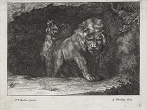Various Lions. Abraham Blooteling (Dutch, 1640-1690), after Peter Paul Rubens (Flemish, 1577-1640).