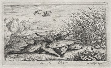 Fresh Water Fish, Part II: Epelanus, L' Esplan. Albert Flamen (Flemish, c. 1620-1669). Etching;