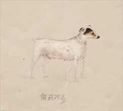 Dog, 1800s. India, Company School, 19th century. Color on paper; overall: 16.8 x 21.1 cm (6 5/8 x 8