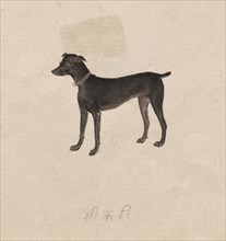Dog, 1800s. India, Company School, 19th century. Color on paper; overall: 17.1 x 21.1 cm (6 3/4 x 8