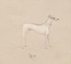 Dog, 1800s. India, Company School, 19th century. Color on paper; overall: 17 x 21.2 cm (6 11/16 x 8
